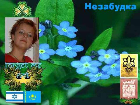 Незабудка(Хайфа.Израиль)