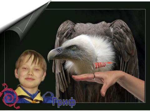 Гриф